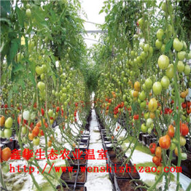 无土栽培水果蔬菜管道种植 草莓种植架 立柱式无土栽培建设